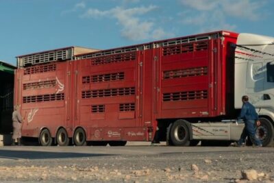 Curso de bienestar animal en el transporte: Optimizando el cuidado de los animales