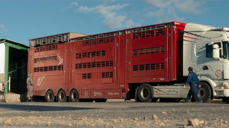 Optimización del bienestar animal en el transporte: curso especializado