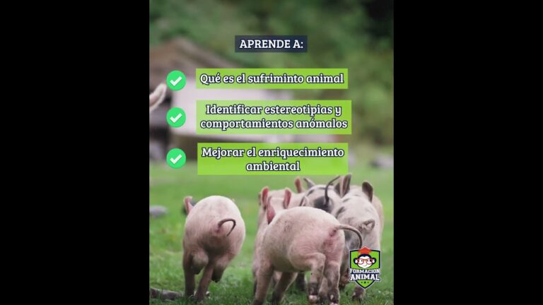 Curso de Bienestar Animal Online: Aprende y Aplica Cuidados Óptimos