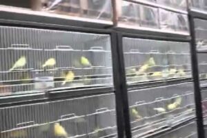 Tienda de Pájaros en Madrid: Todo lo que Necesitas para tus Mascotas Aladas