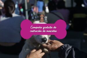 Campaña de esterilización gratuita para mascotas en Madrid en 2024