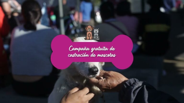 Campaña de esterilización gratuita para mascotas en Madrid en 2024