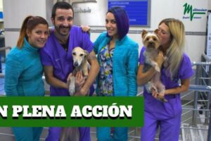 Guía del Mejor Veterinario en Madrid